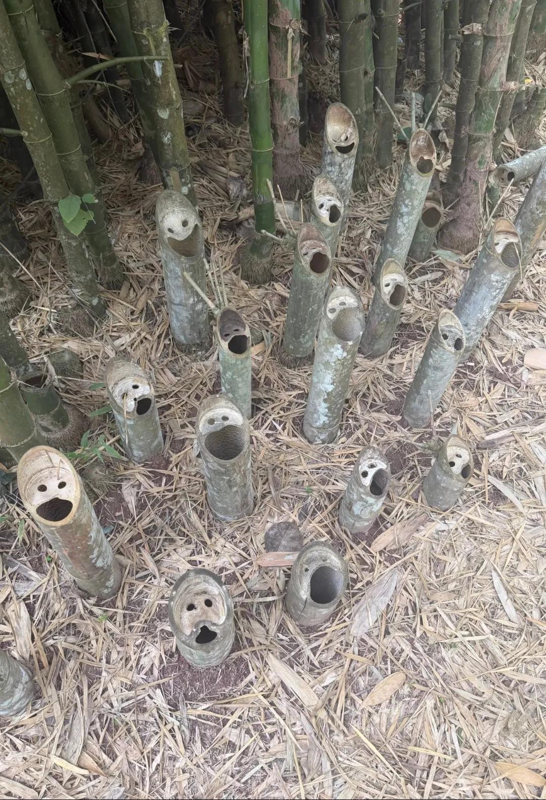 这些竹子感觉都好奇怪[笑哭]【@头条逗趣小鲁班】