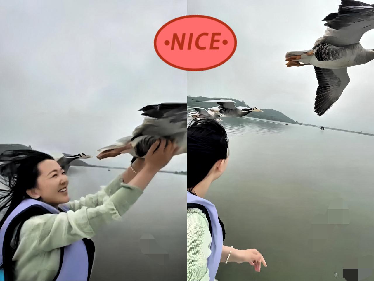 “上辈子修来的福份”，

武汉一女子驾船游湖，

大雁居然飞来并肩同行，伸手一迎