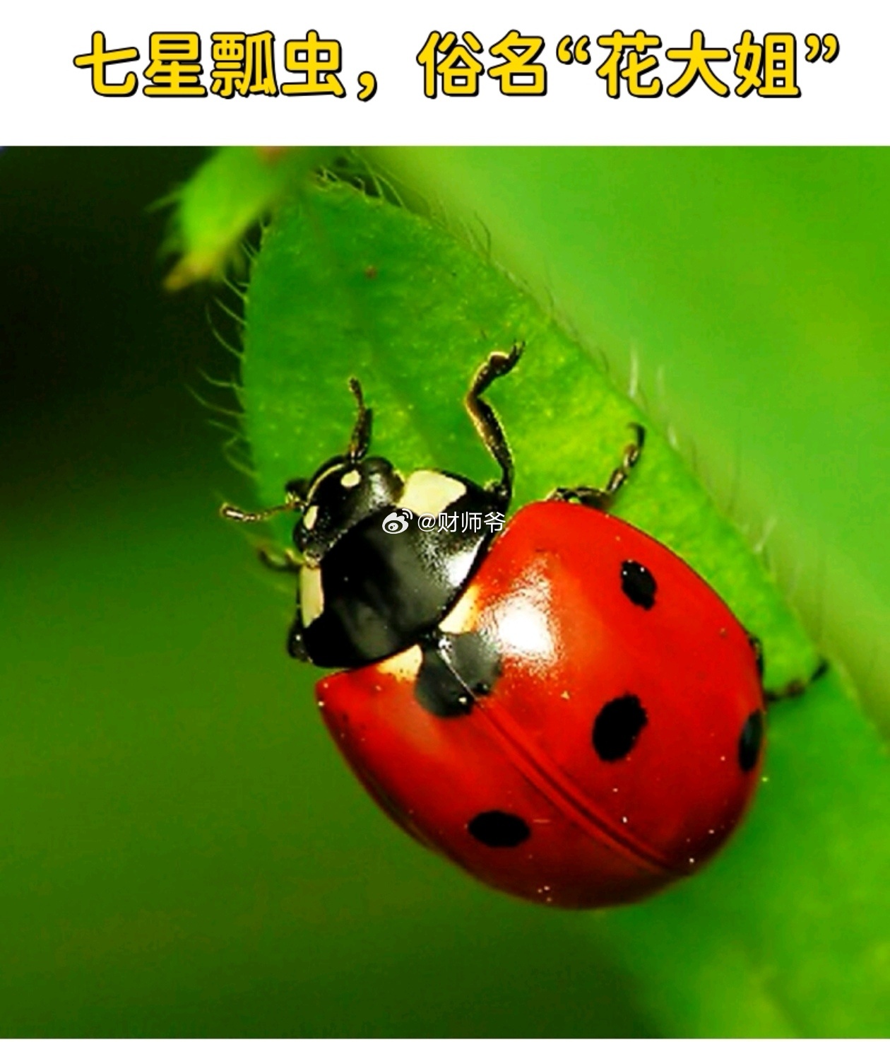 瓢虫，在中文中俗称“花大姐”，在英文中俗称“Ladybug”，这是一种巧合。 