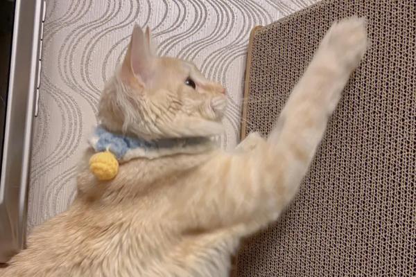 你知道吗？猫喜欢蹭家具边角，除了留气味，还能摩擦打磨爪部老废角质。

很多养过猫