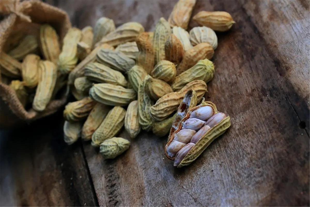 常吃花生可以保护血管？三高患者能吃花生吗？来听听专家怎么说！


“医生，我听说