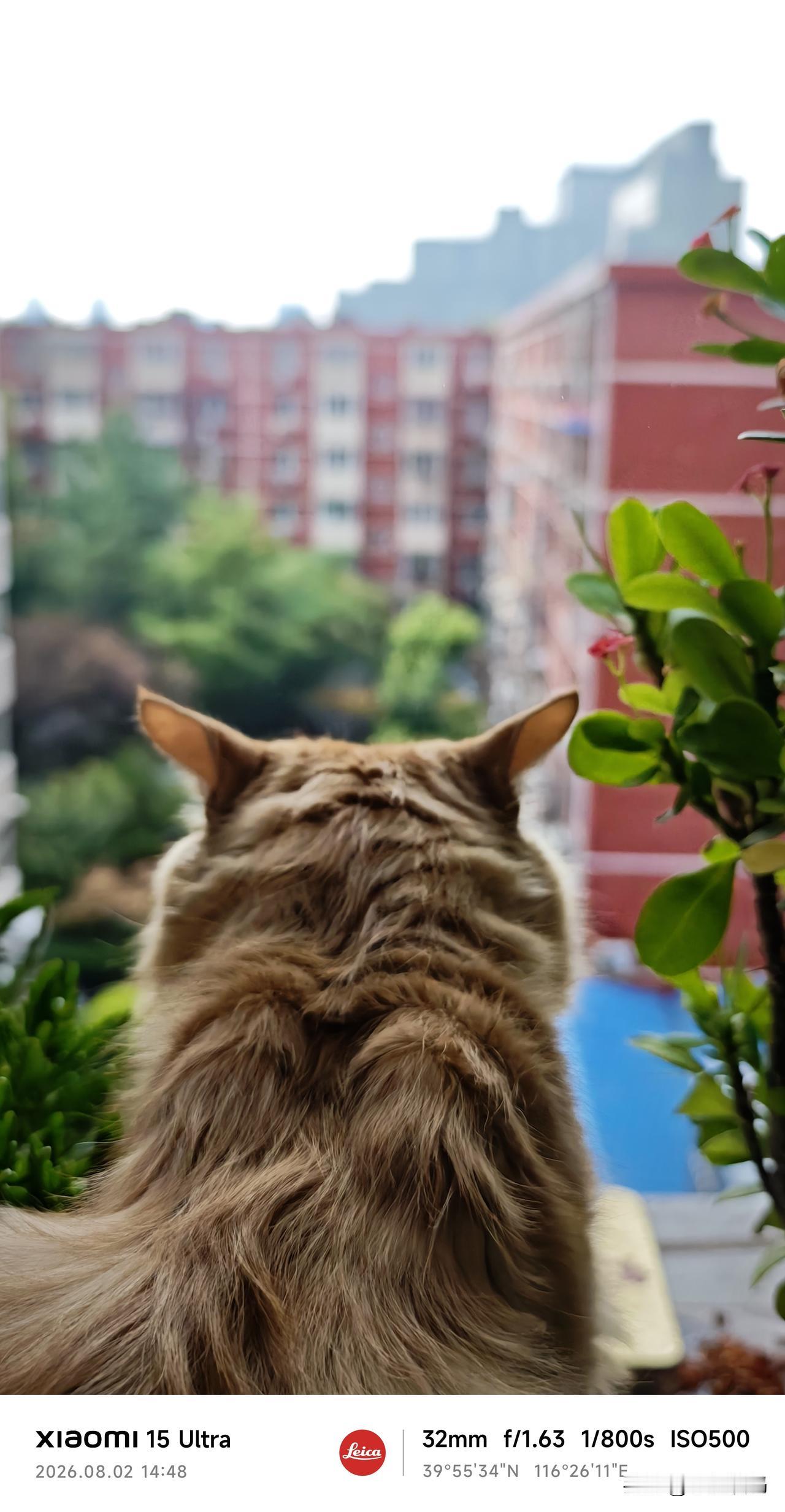 夏日生活打卡季就在刚才北京下雨了，只下一阵雨，气温稍有降低.