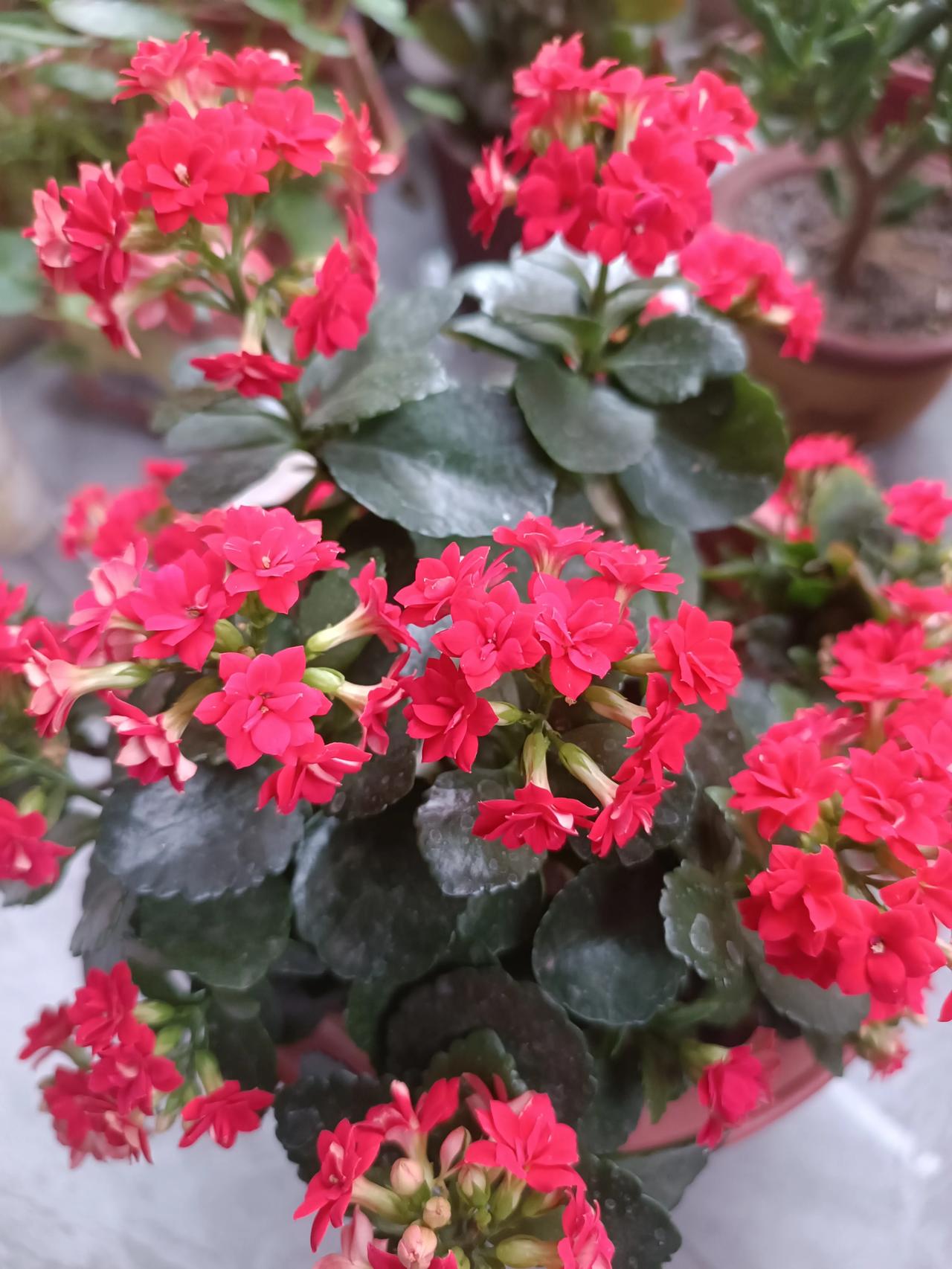 长寿花又名圣诞伽蓝菜，属景天科多肉草本。株型小巧紧凑，肉质叶片肥厚翠绿，四季常青