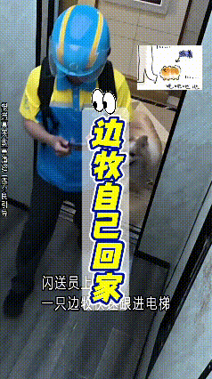 刷到这个视频可把我笑坏了！闪送员刚进电梯，一只边牧紧跟着就钻了进来，小哥以为狗走