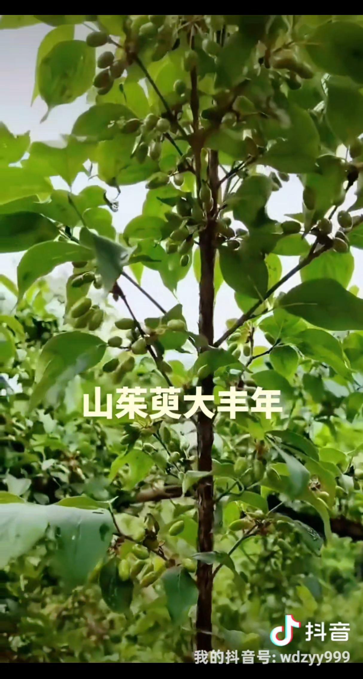 山茱萸将迎来大丰产！
 
笔者从主产区了解到，今年山茱萸挂果量，直接刷新近几年预