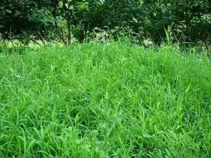 【小草】
一介蒿蓬不觉忧，
防沙固土漫荒丘。
枯荣历尽弥坚志，
星火燎原染绿州。
