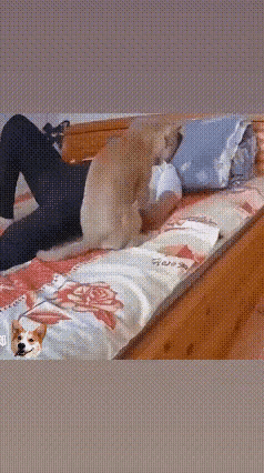 养狗的人一定要注意，千万不要对狗过度的溺爱，尤其是自己睡的床，千万不能让狗上来，