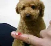 被狗咬伤别慌张，牢记口诀保平安

诸位朋友，今儿咱们不聊那风花雪月的浪漫，也不谈