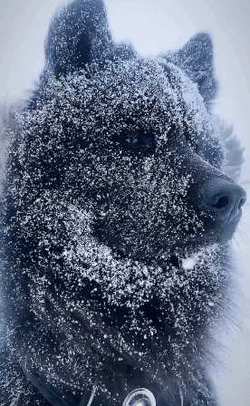 寒风飘雪中的欧亚大陆犬，眼神依旧冷酷坚毅，神态不怒自威~额滴神，这狗狗也太帅了吧
