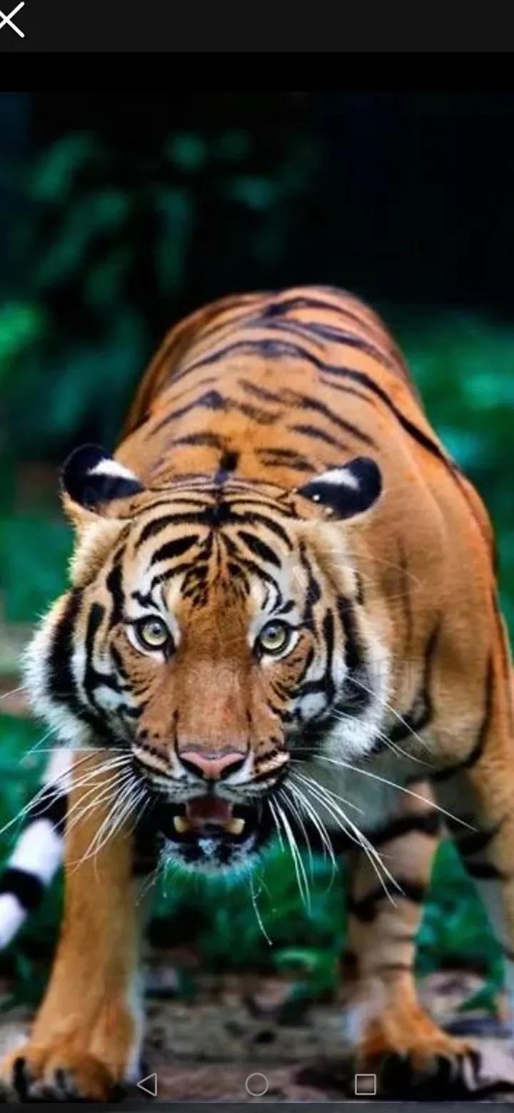 重奖责任心强管狗有方的城管人员，重罚违规养狗者。