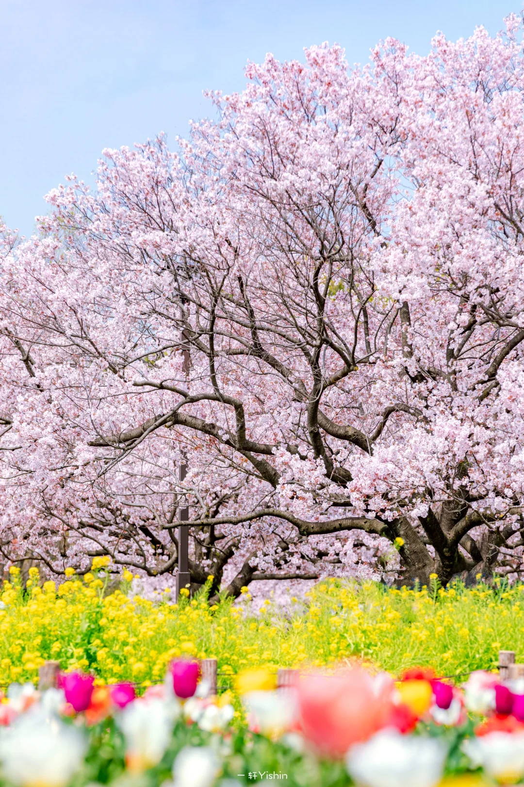 武媚娘当寡妇，美的让人失去李治！