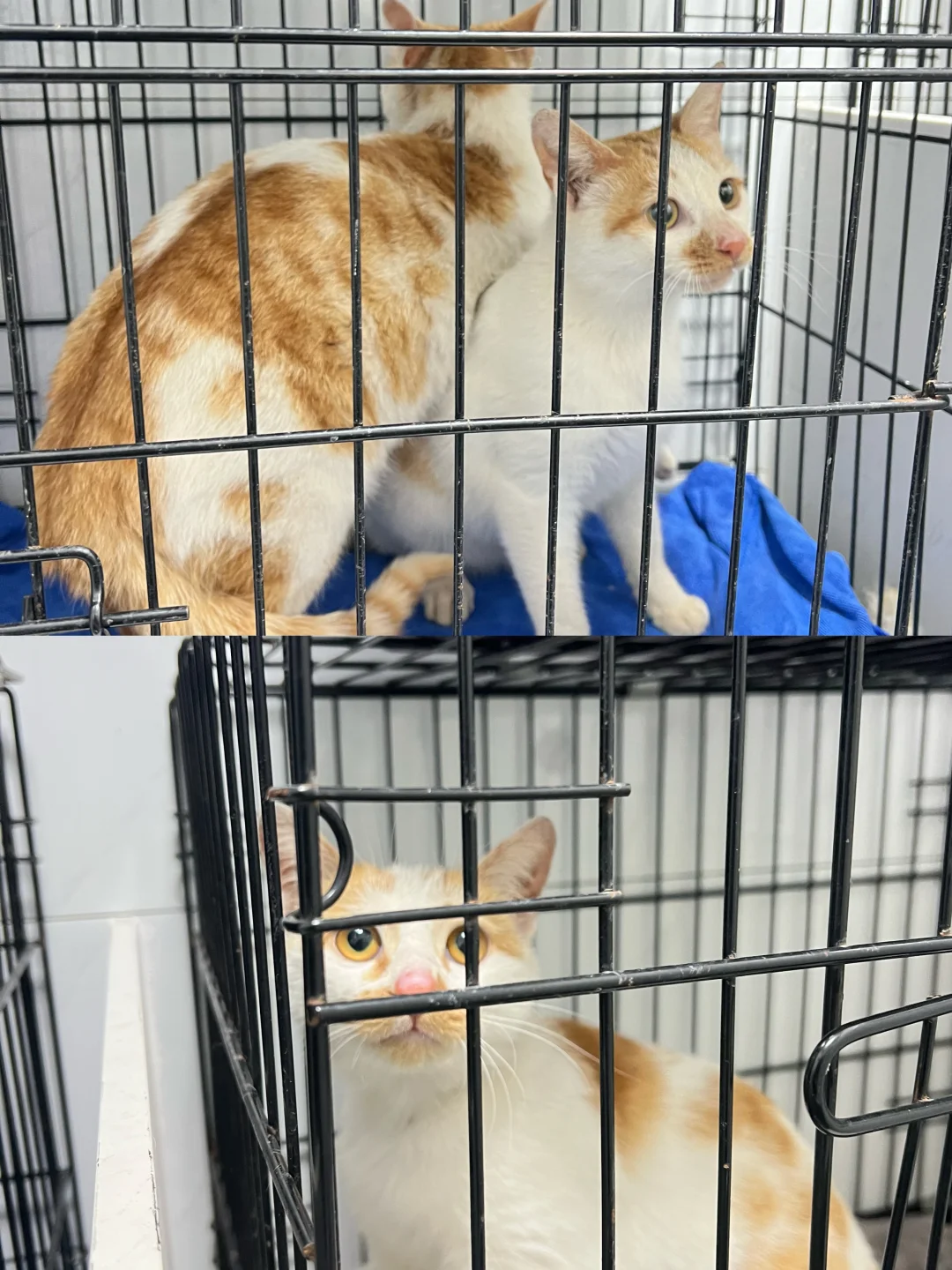 2026年开年三只橘白姐妹花TNR