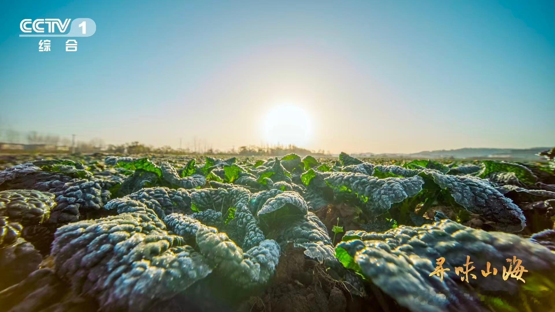会吹泡泡的蔬菜作为随州本地的特色青菜，泡泡青早就成了当地人冬日餐桌上的常客！每到