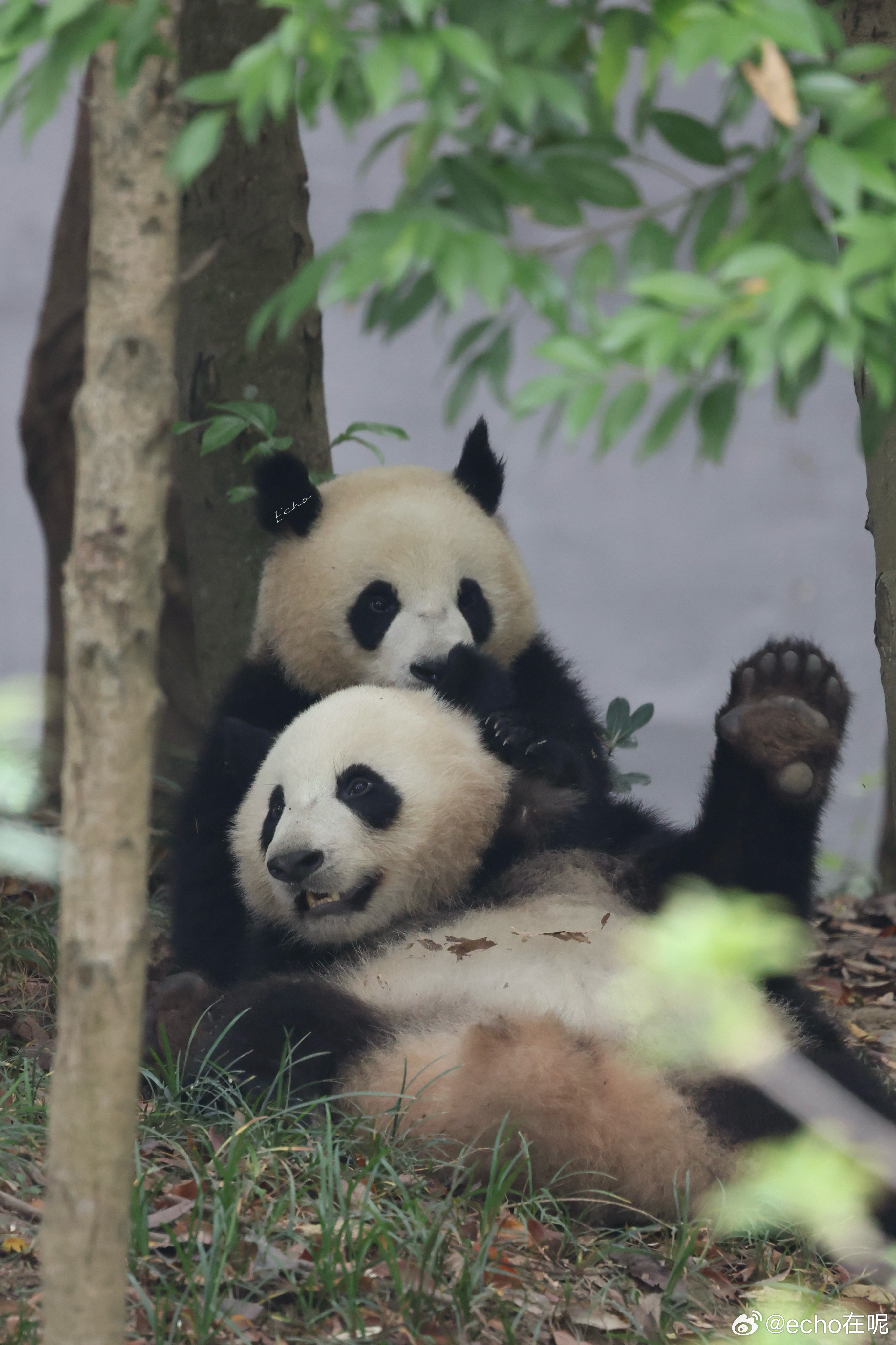 大熊猫CC99  5.25 99和小泽 成都·成都大熊猫繁育研究基地