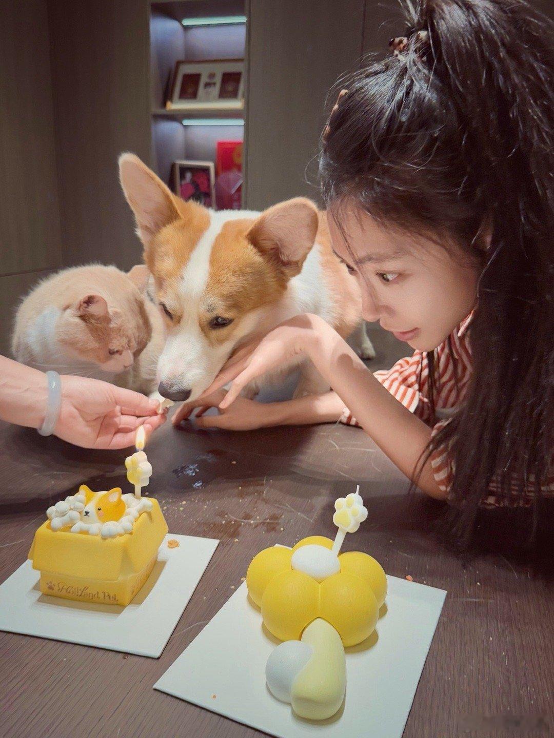 妈妈爸爸的最爱狗狗kpi生日快乐～～猫猫gmv也同乐～～～ 