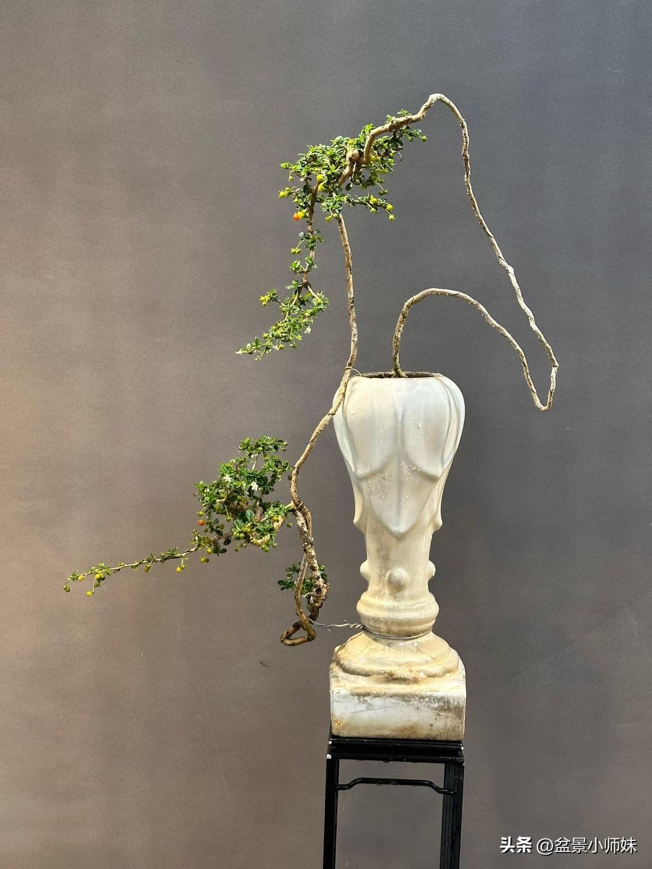 经典玩家精品，小叶福建茶，硕果累累盆景