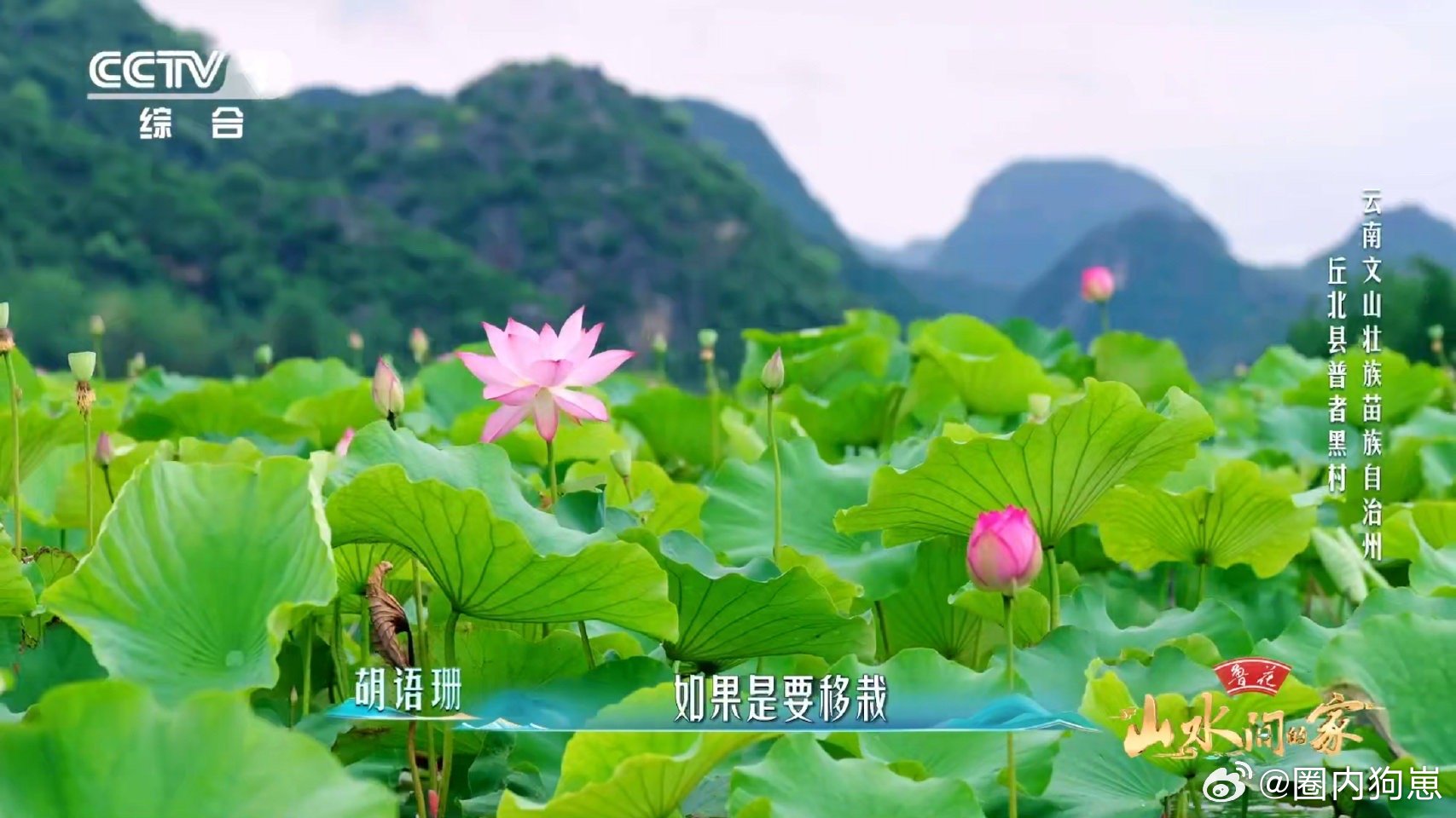 云南一村集齐300多种荷花于适万亩荷塘中找到稀有款 在普者黑，我仿佛走进了一座天