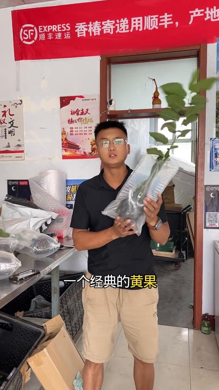 适合渭南发展两个大樱桃品种：鲁樱4-8，辉煌1-5樱桃。
适合在陕西澄城发展的一