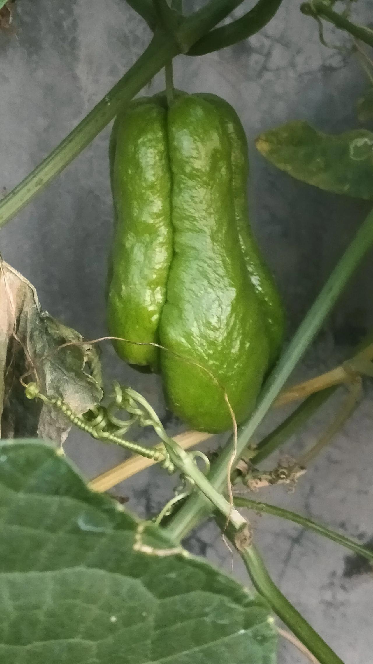 自从种菜得神经病以后，非常神清气爽，每天干不完的活，每天看八百遍，看看发芽了没有