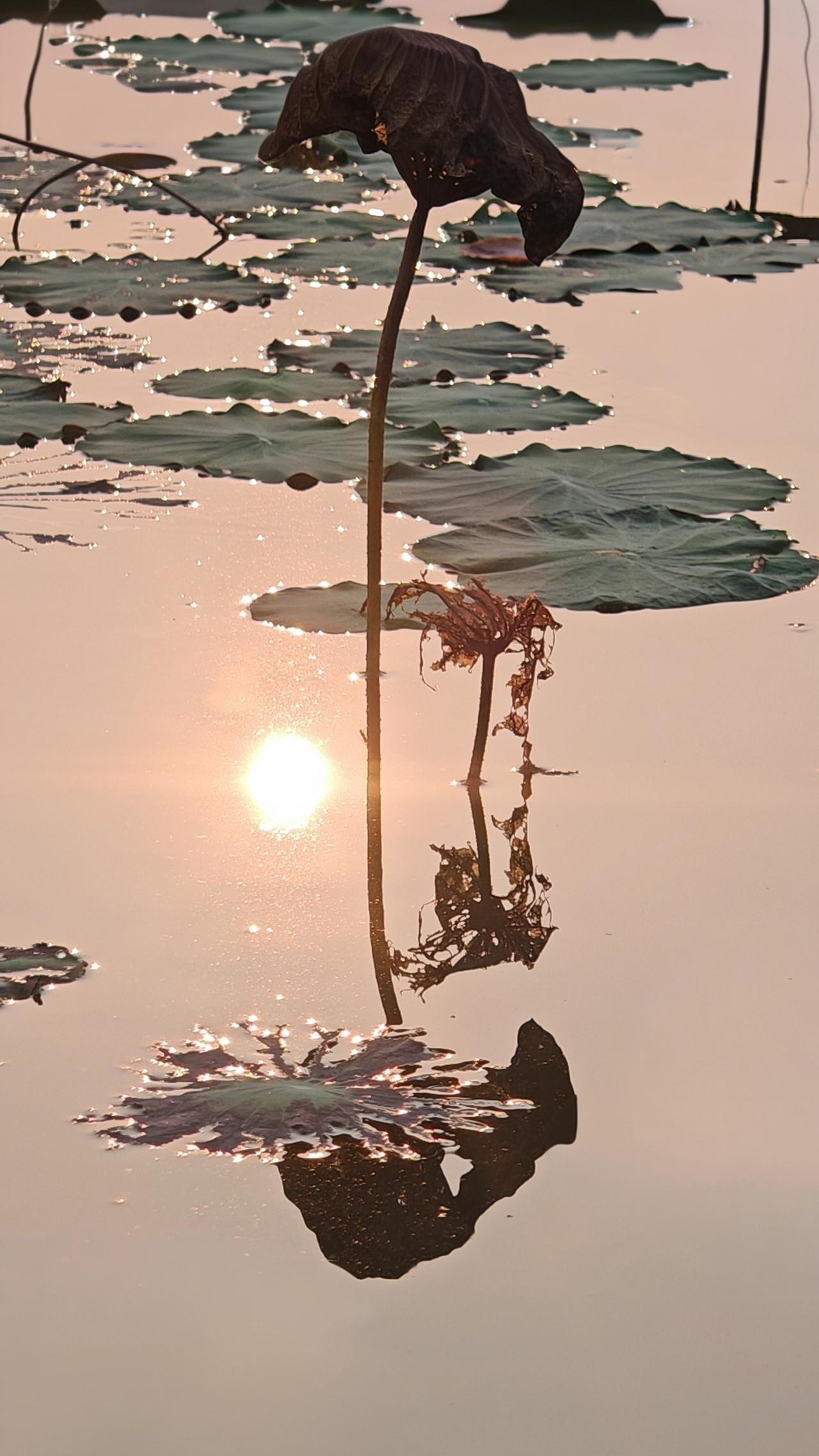 中国摄影圈《残荷秋梦》
