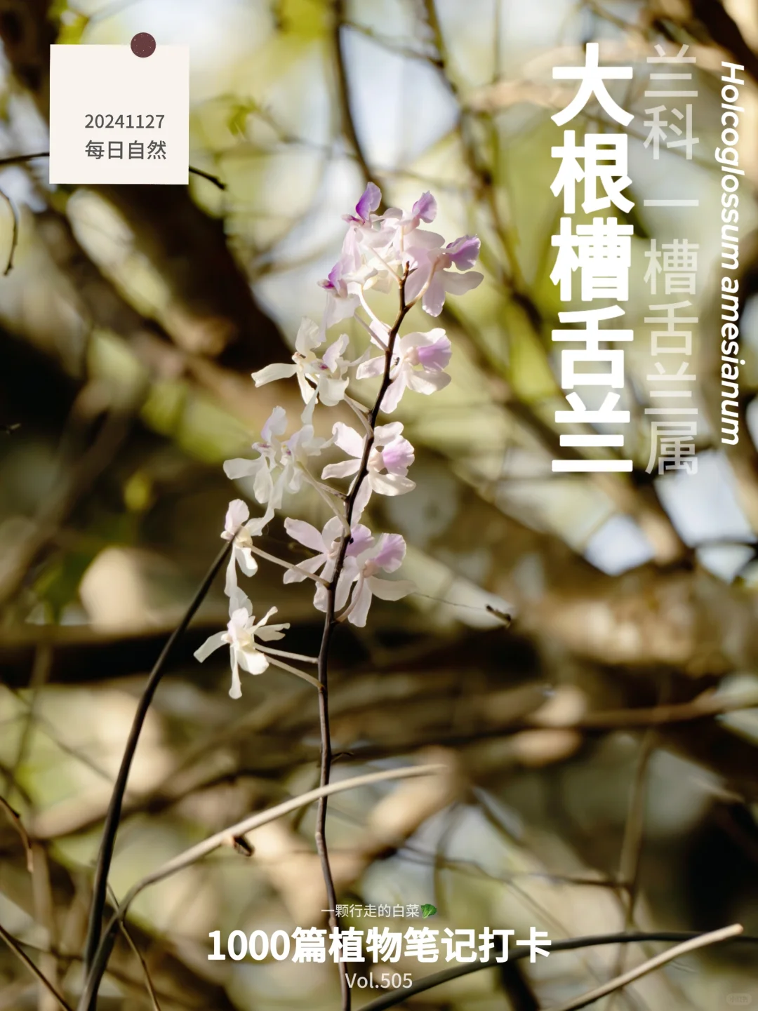 植物笔记505｜快来围观这场超神奇的旋转秀