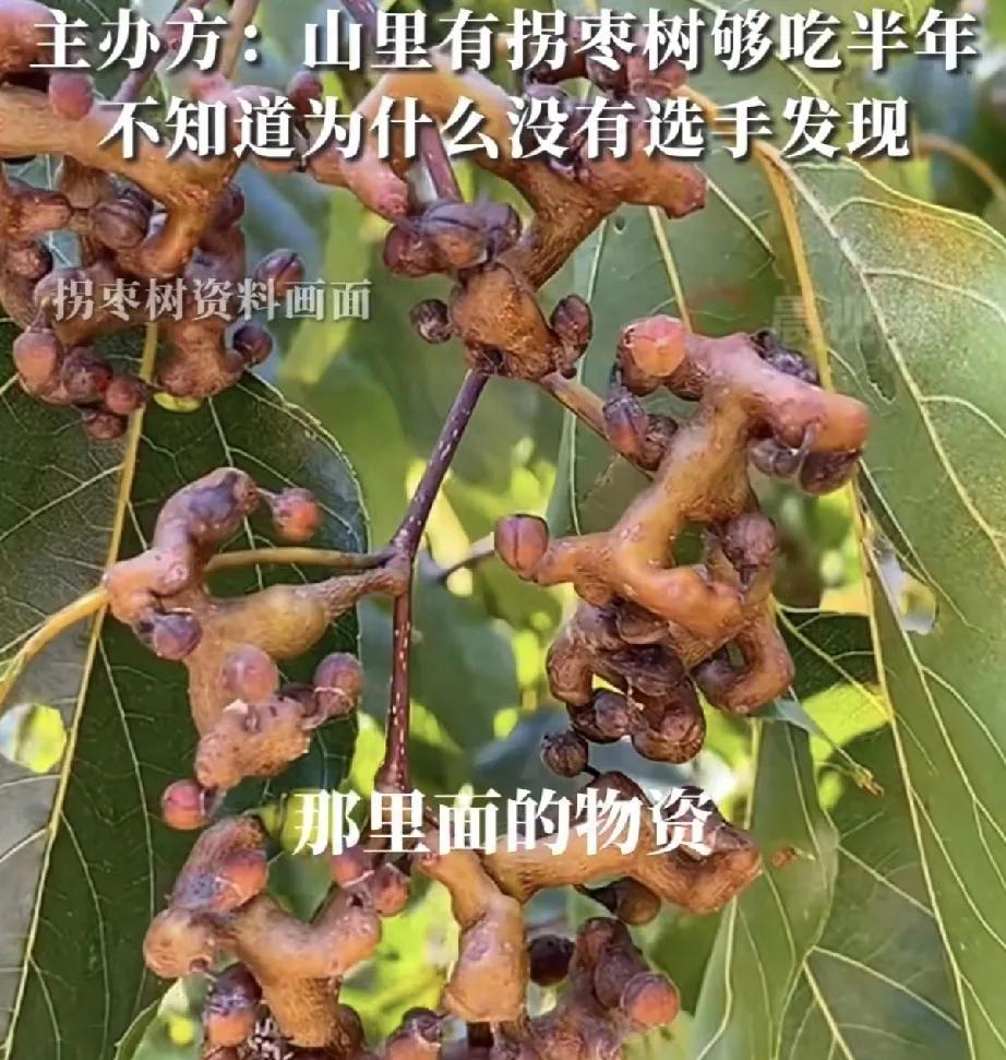 张家界荒野求生赛的主办方大概没料到，选手退赛的原因这么简单。

他们说山里有拐枣