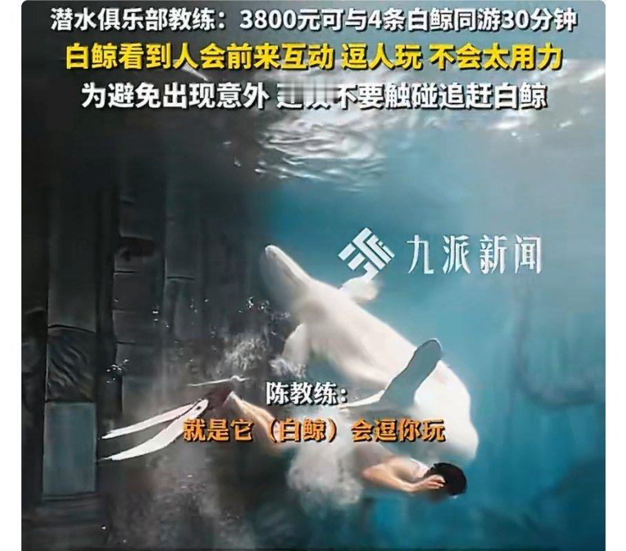 花3800元换白鲸一次“深情”的“咬”，这体验确实够野，但也够惊险！男子3800