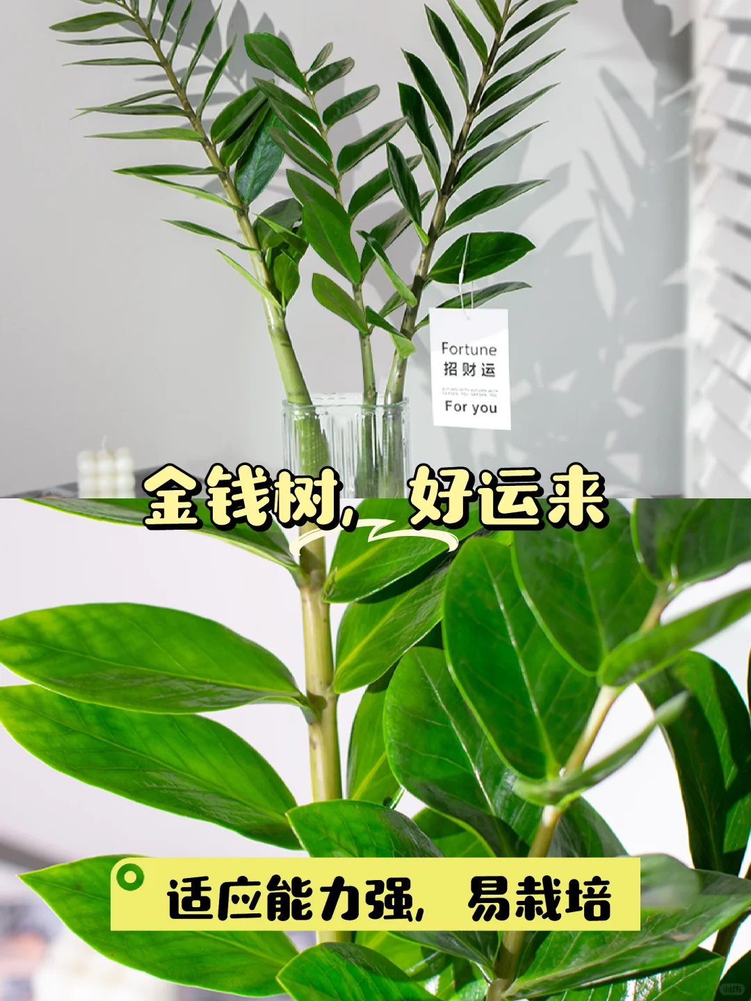 ✨升级家居氛围，选择金钱树✨