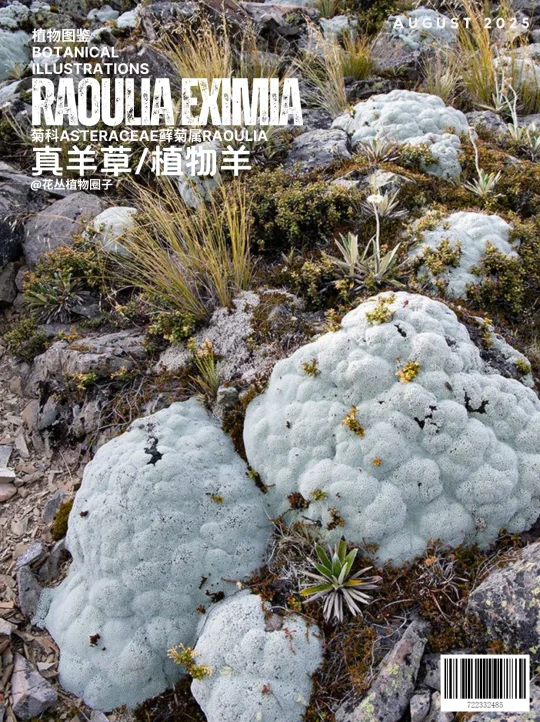 植物羊Raoulia eximia及藓菊属物种