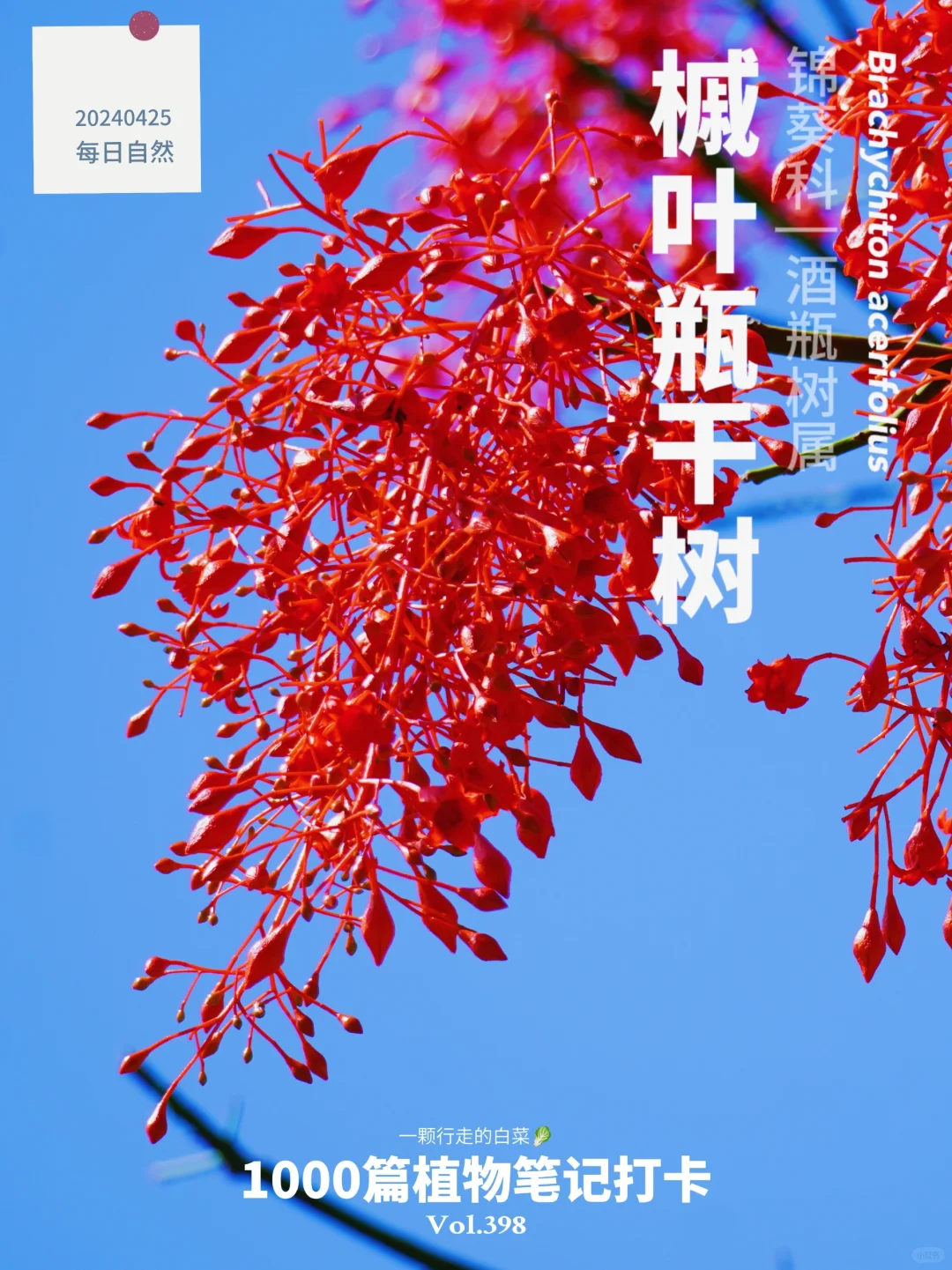 植物笔记398 | 来自澳洲的烈焰