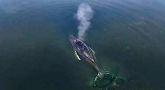 座头鲸在德国搁浅1个月 女学生：人为策划 为给博物馆提供骨架4月20日消息，截至