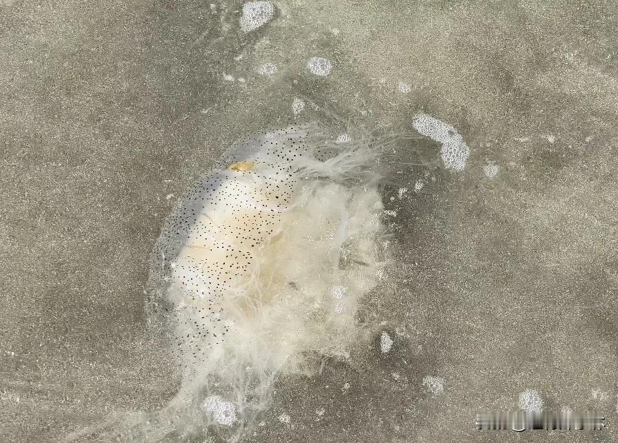 新西兰移民进行中 第275天
阳光灿烂的周末，又是去海边BBQ的好时候，其实BB