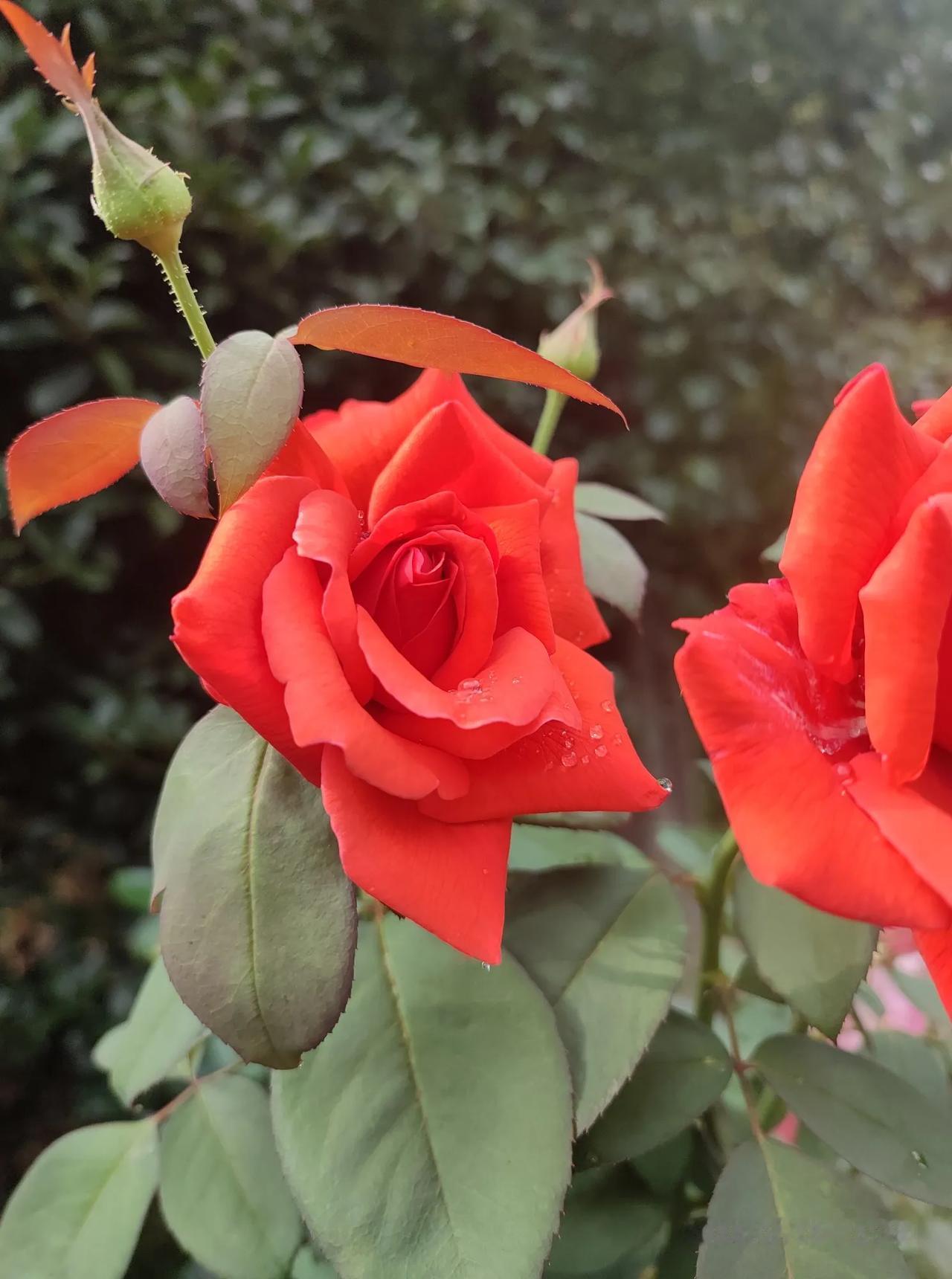 晒晒手机里的月季花