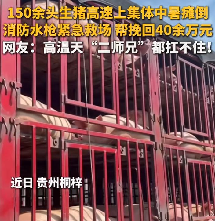 7月19日，贵州高速上一车身价40多万元的“二师兄”集体热到躺平，司机估计比猪还