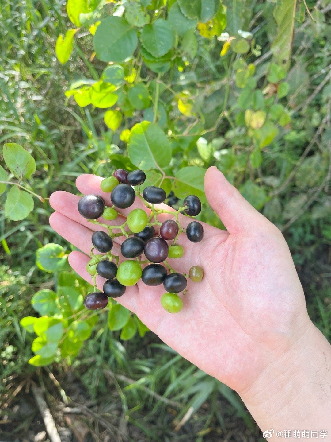 三叶乌蔹莓 的果子还怪可爱哩。 马来西亚·山打根婆罗洲自然Sukau Bilit