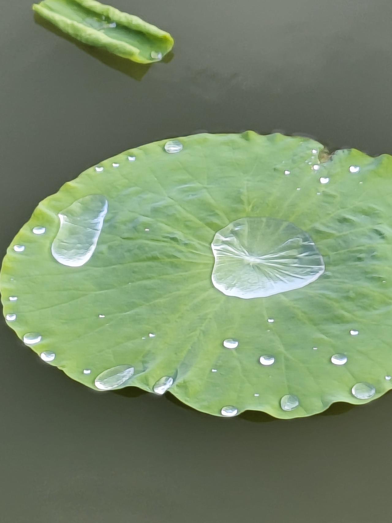雨后的荷花太美了，太治愈了！
走进大自然，就是治愈的开始！