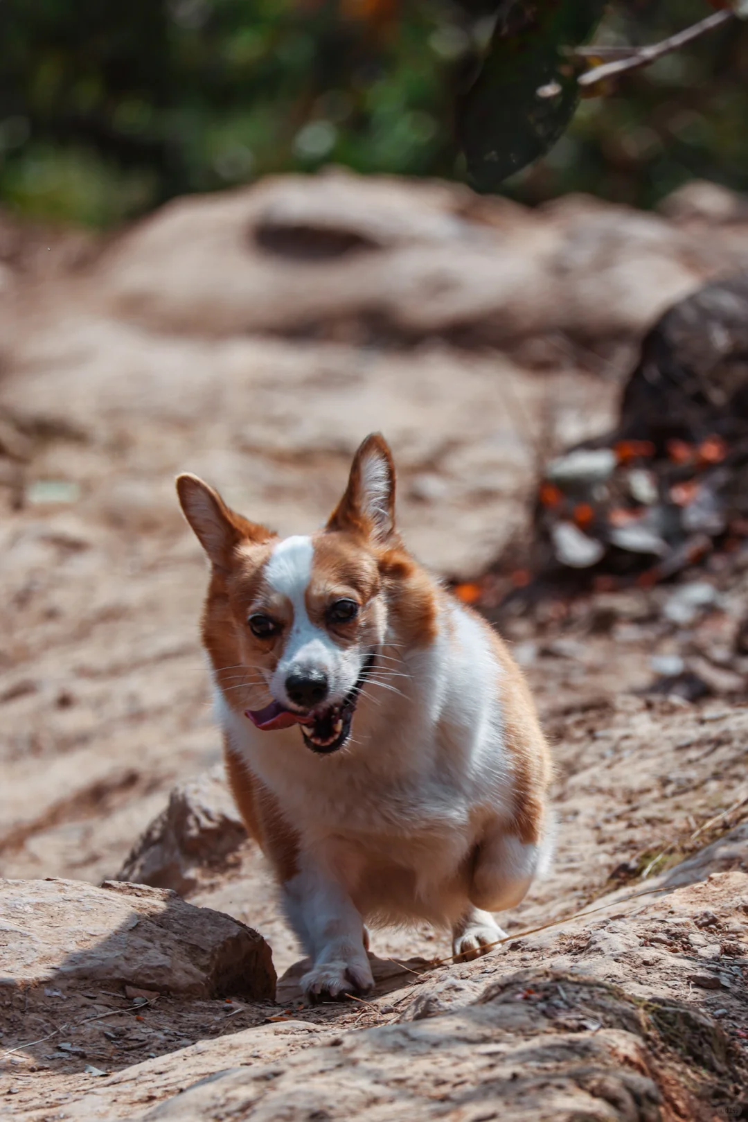 "秋日限定！探秘满园金黄柿子林"🌈❤️