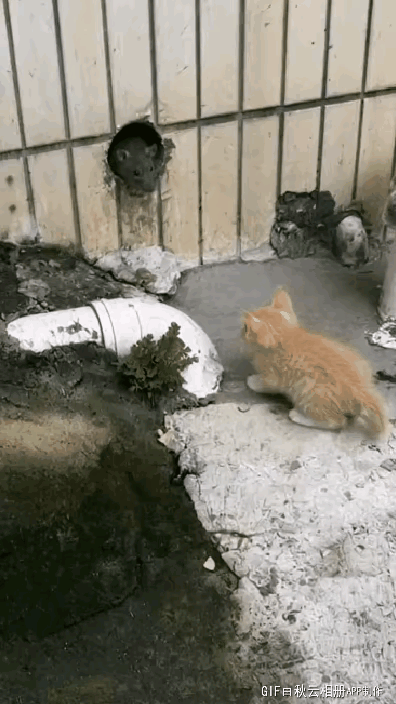 初生牛犊不怕虎，初生猫咪不怕鼠