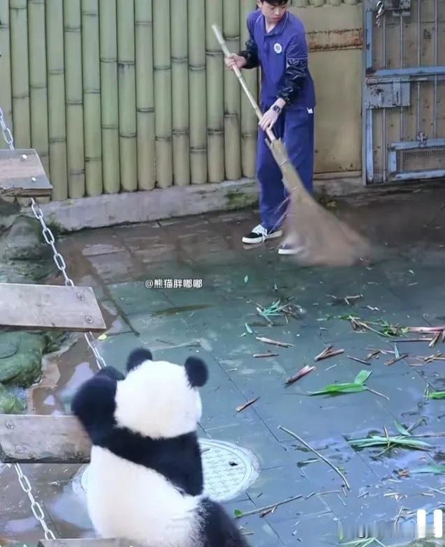 [大笑]小月亮太精了，脑袋瓜转得飞快，奶爸的心思它能秒懂！[赞]
    它本来