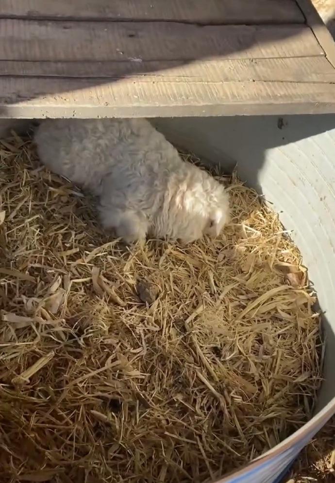 宁夏有只小羊火得一塌糊涂，简直就是羊圈里的“影帝”。这事儿特别有意思，金先生家里