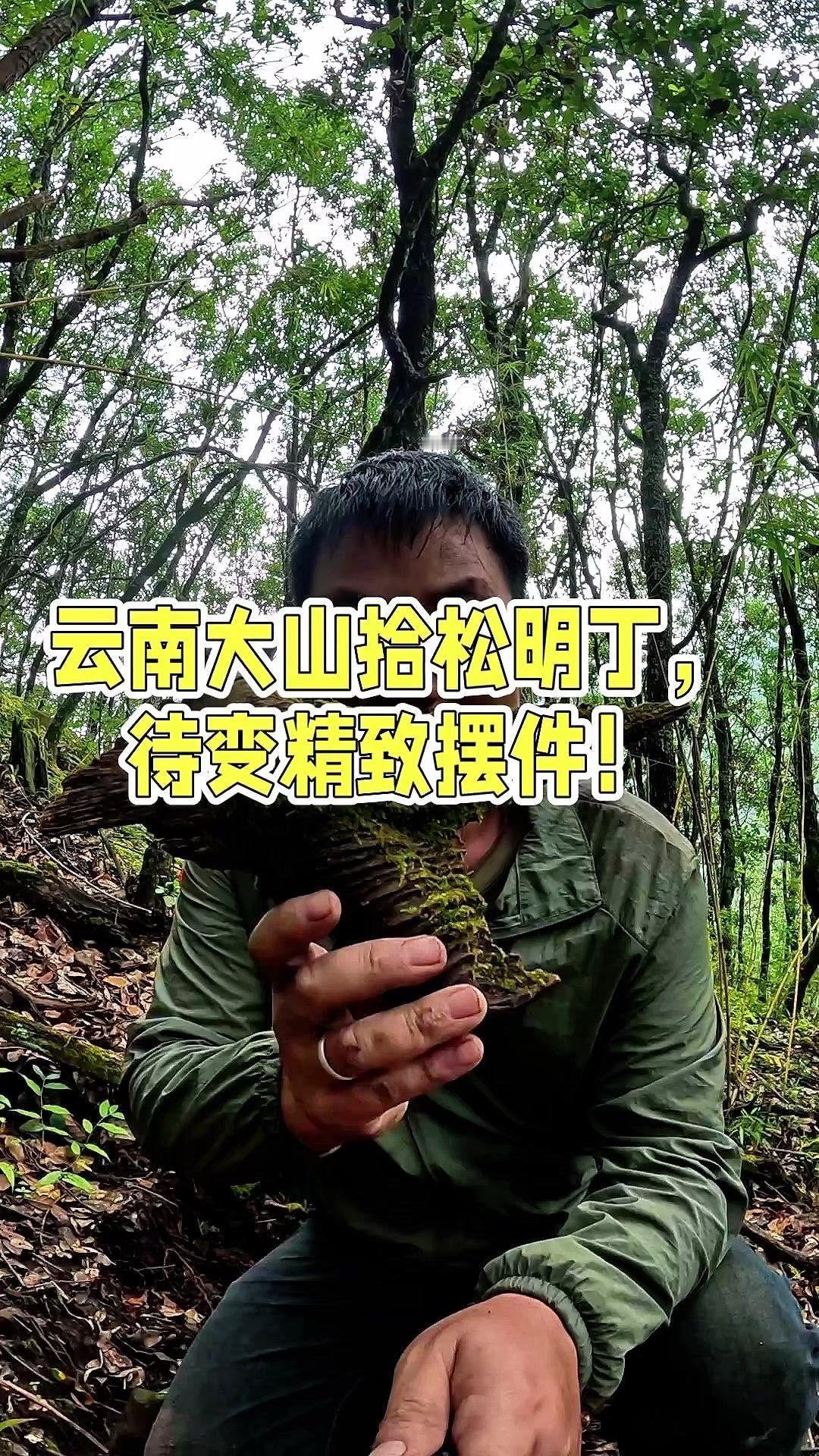 🌿云南大山里的惊喜！在松树下发现几个松明丁，天然的纹路和色泽看着就很有质感，拿
