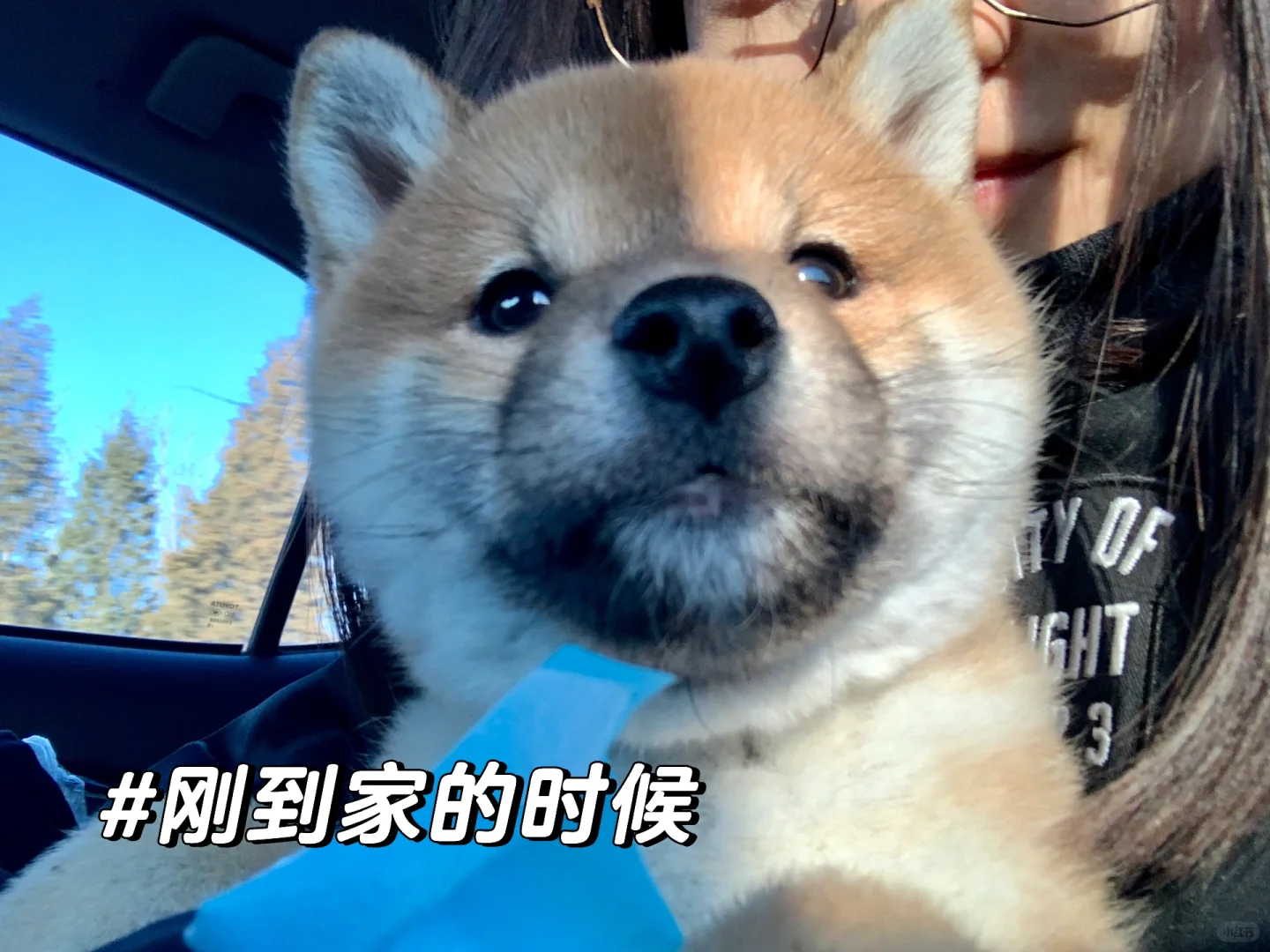 小狗的现在🆚小时候