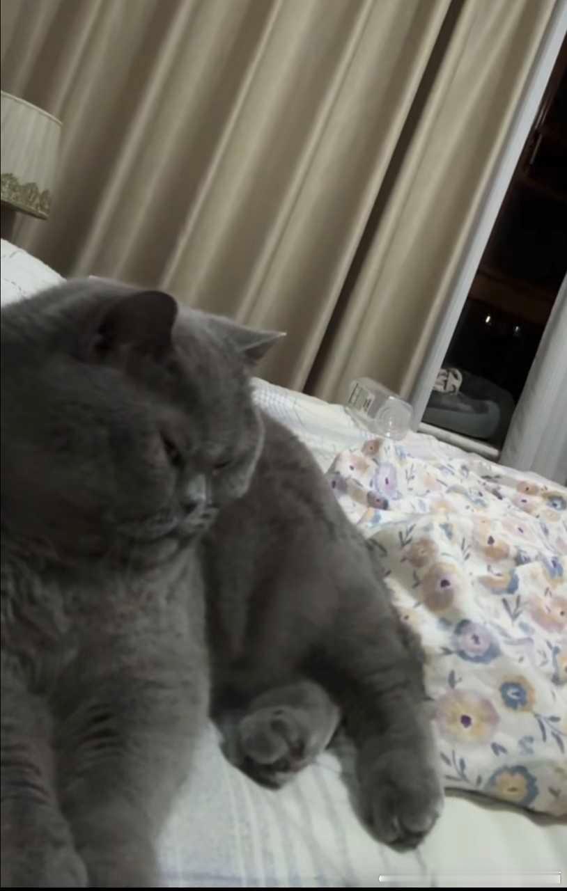 49368【丑猫】看久了也会生出别样情愫 