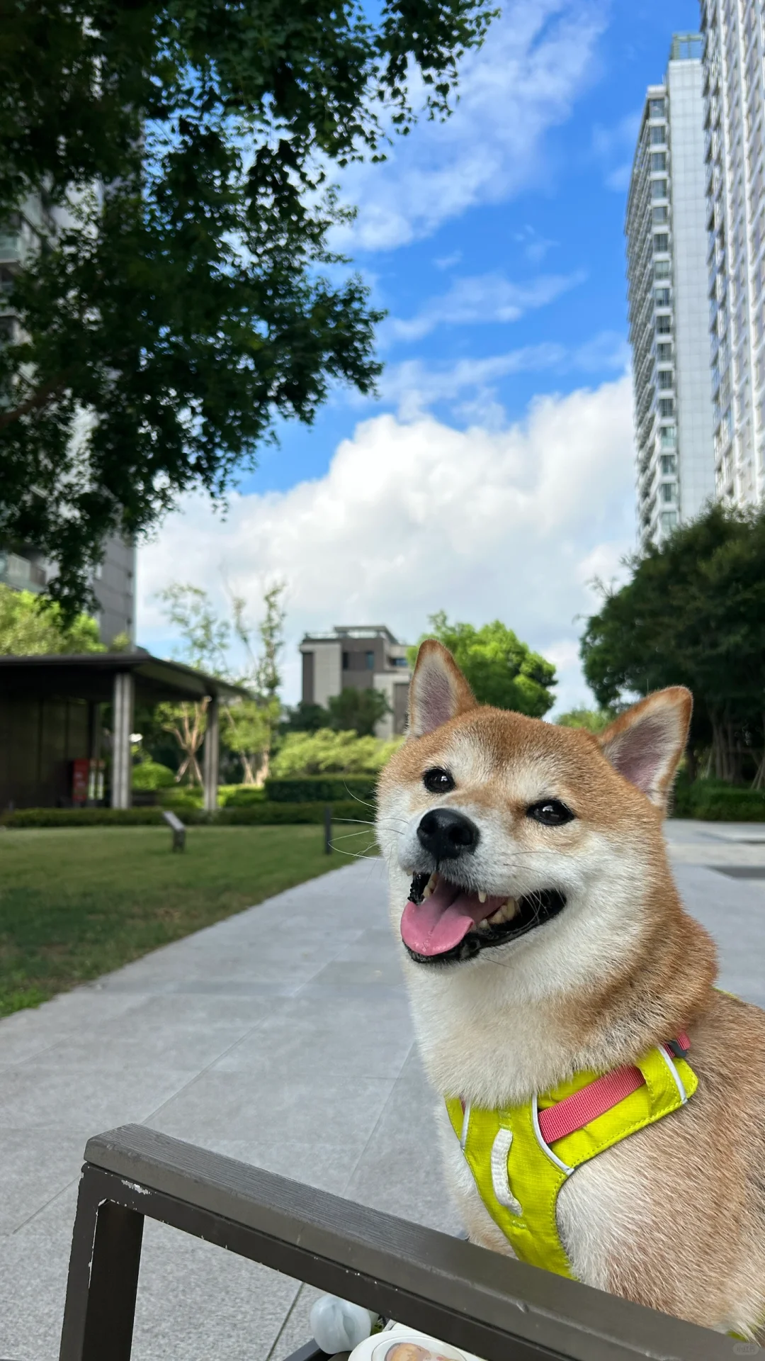 掉毛了也好看 天天天蓝