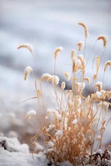 雪花飘飘，草木皆白。慢数岁月，细品光阴