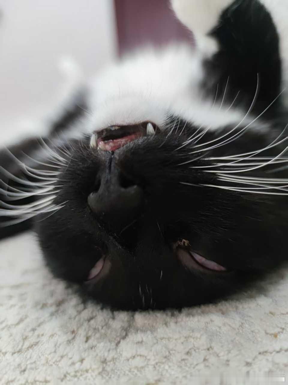 50375【丑猫】恬静的睡颜 