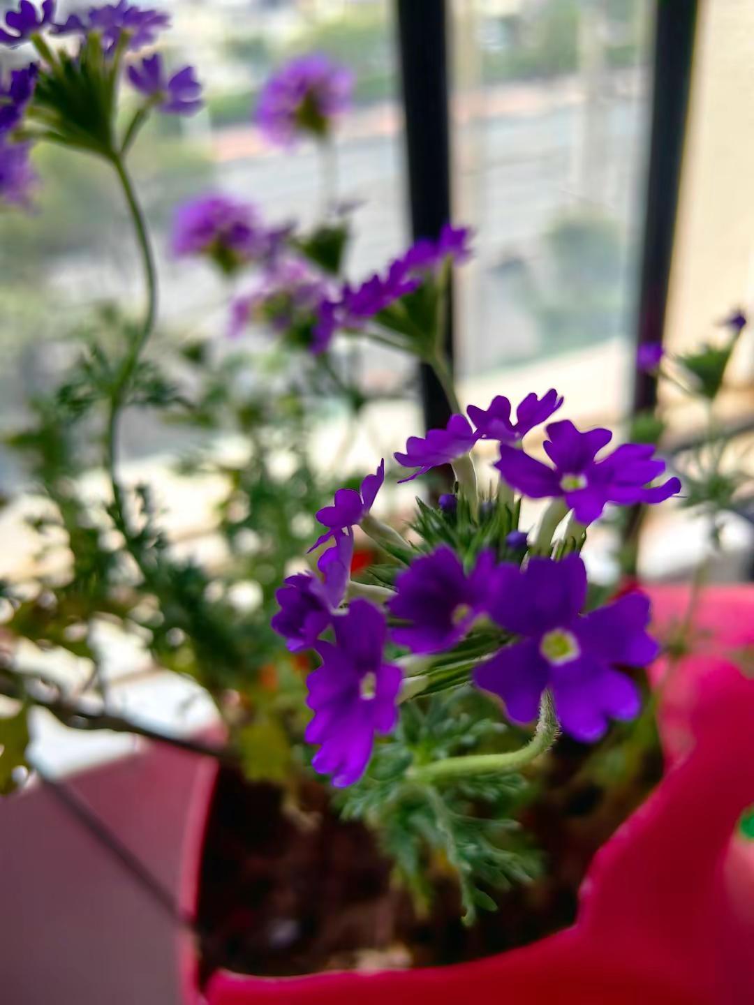 ，路边捡的一棵小野花开的璀璨夺目