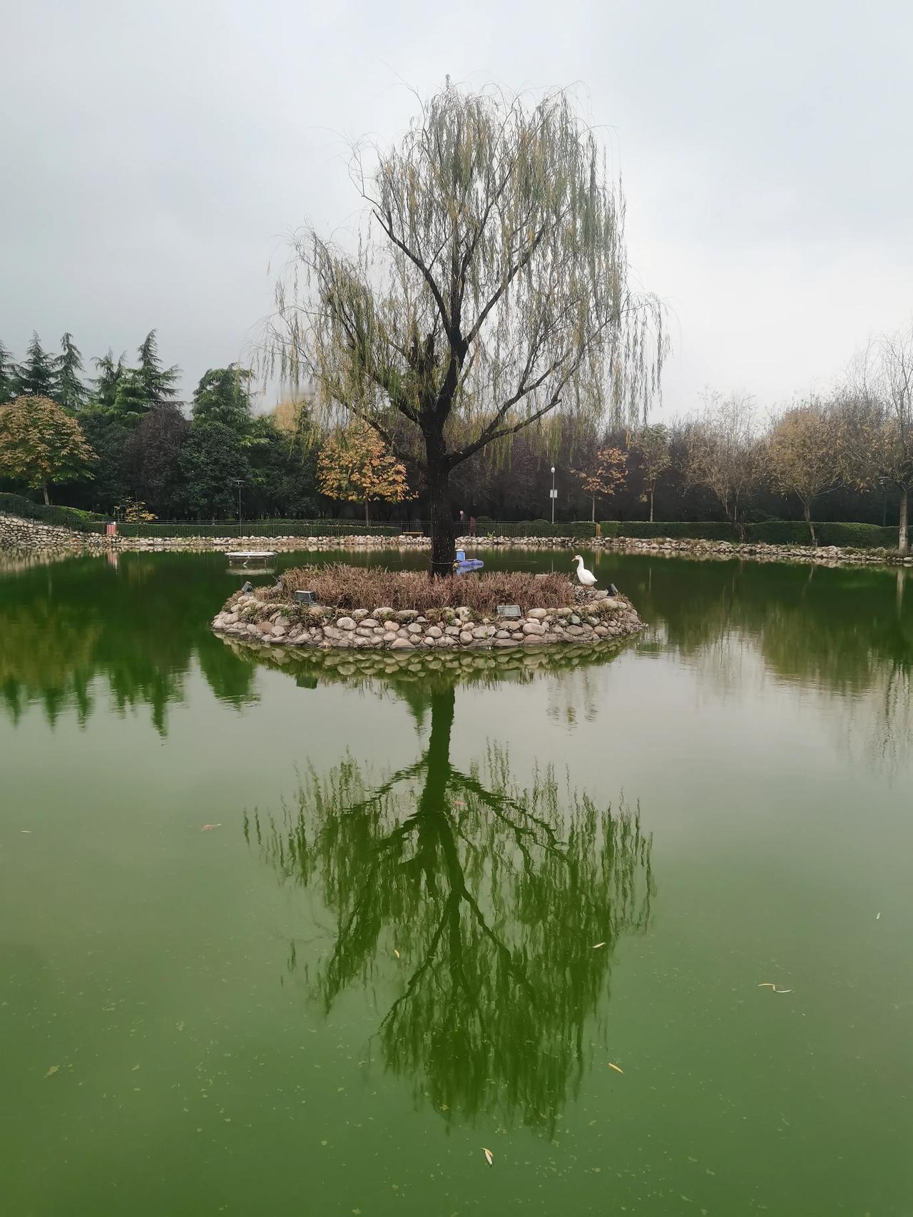 随手记录冬日风景冬日人工湖掠影