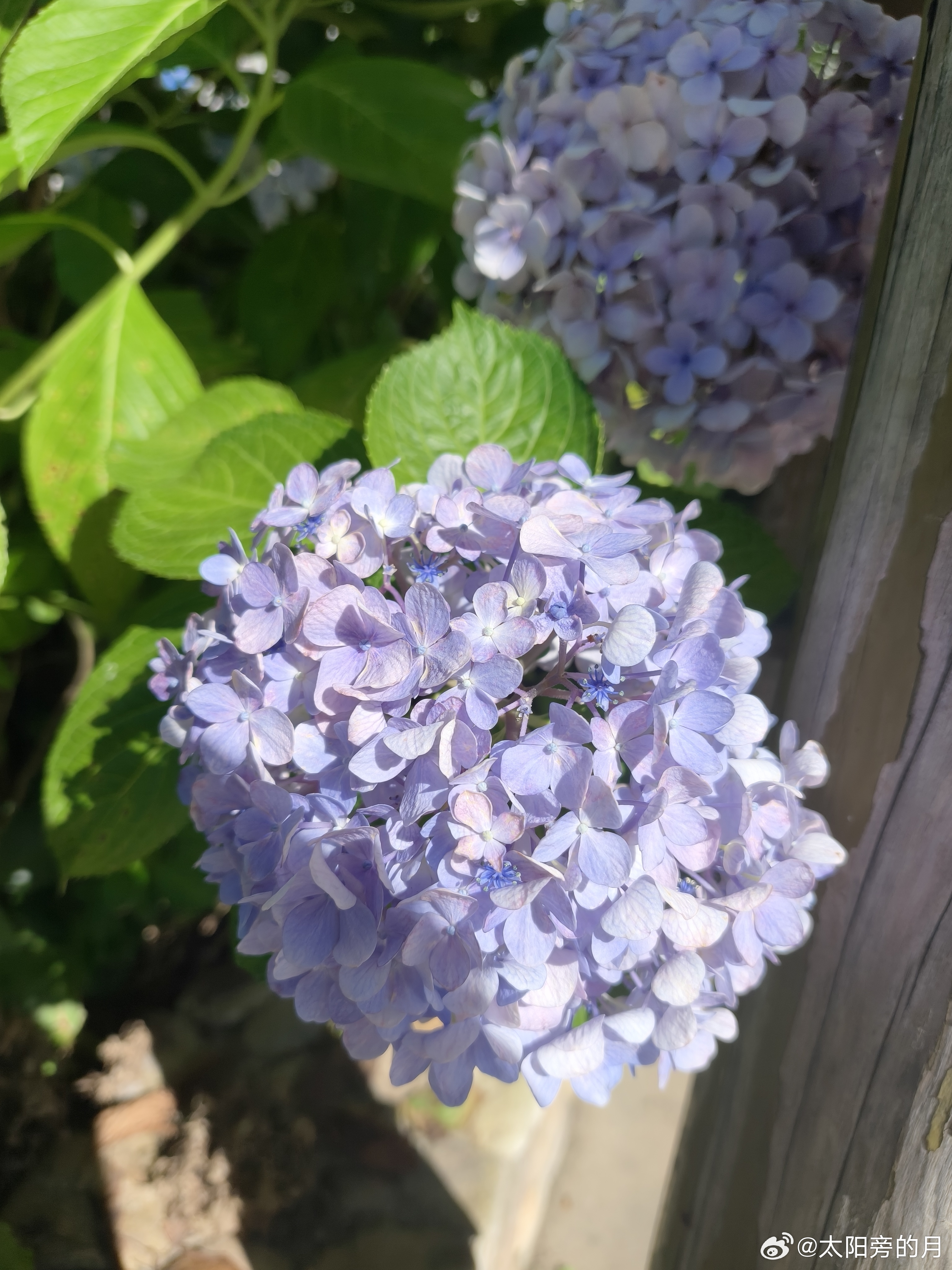 黄岩 绣球花 