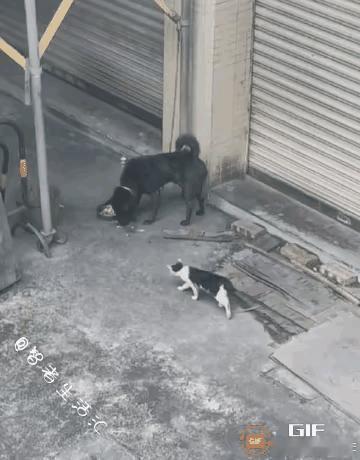 大黑狗真讲究，看到小猫咪过来讨食，没对小猫咪呲牙咧嘴的护食，还把饭盆往小猫咪身边